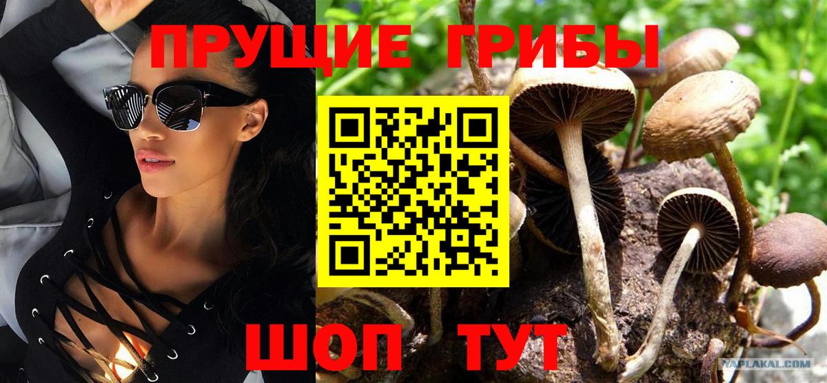 Галлюциногенные грибы Psilocybe Томск